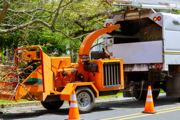 How Our Tree Care Process Works  in Social Circle, GA